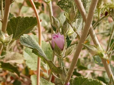 Imagem de Malacothamnus marrubioides (Dur. & Hilg.) Greene