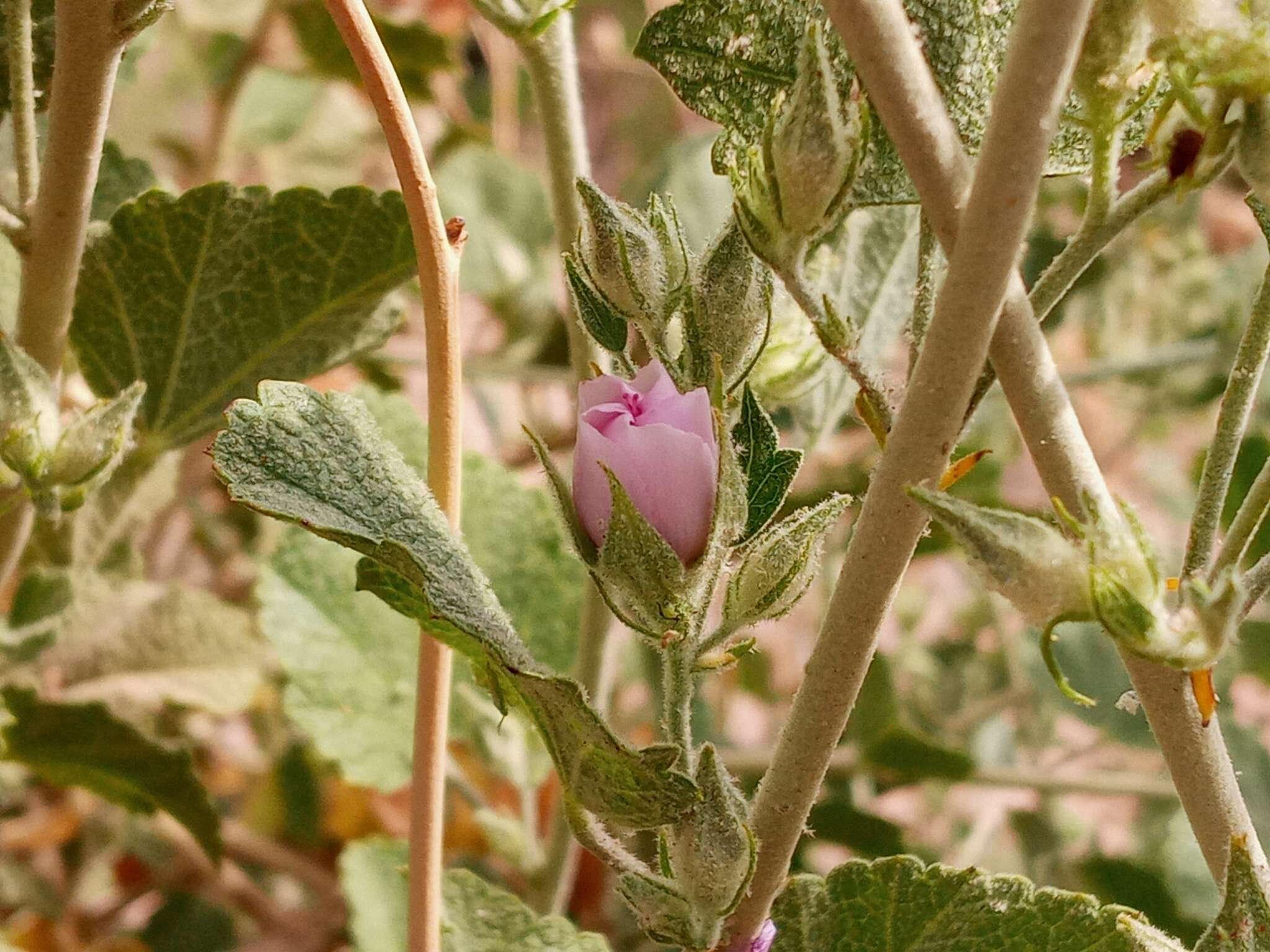 Image of pinkflowered bushmallow
