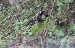 Image of Northern Hog Badger