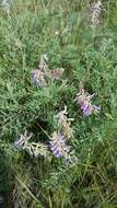 Imagem de Astragalus bisulcatus (Hook.) A. Gray