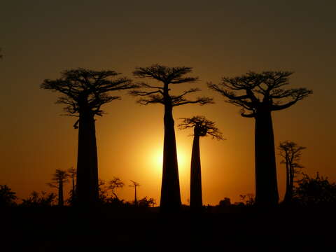 Image of Grandidier’s baobab