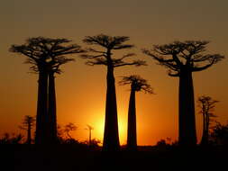 Image of Grandidier’s baobab