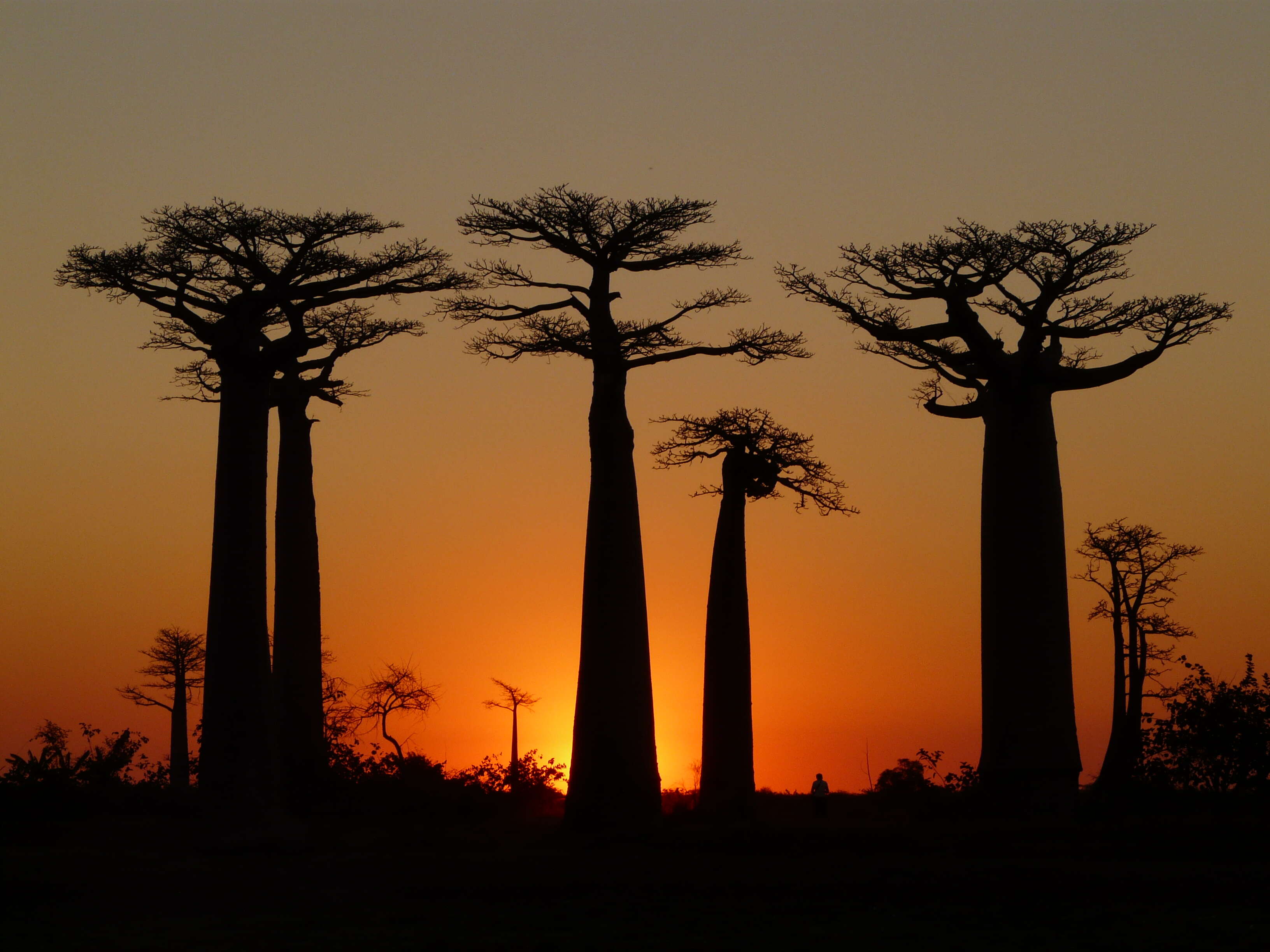 Image de Adansonia grandidieri Baill.