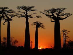 Image de Adansonia grandidieri Baill.