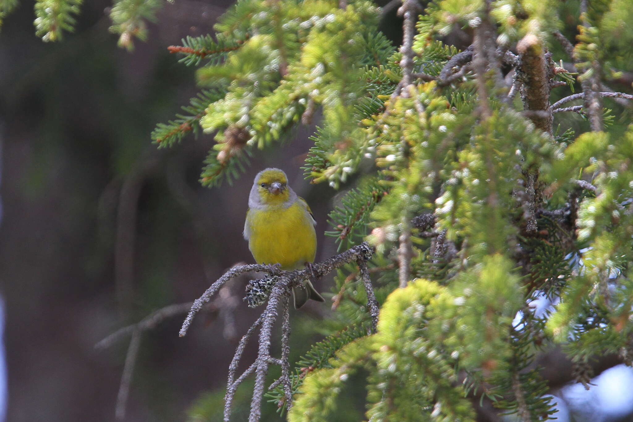 Imagem de Carduelis citrinella (Pallas 1764)