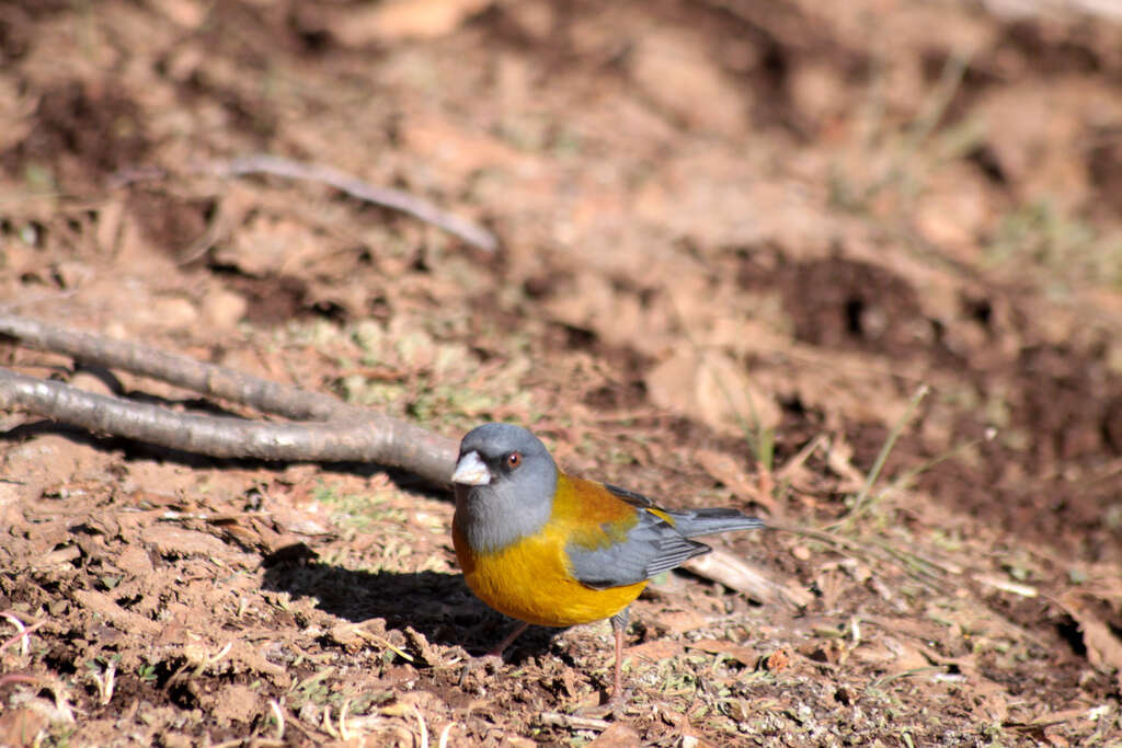 Image of Patagonian Sierra Finch