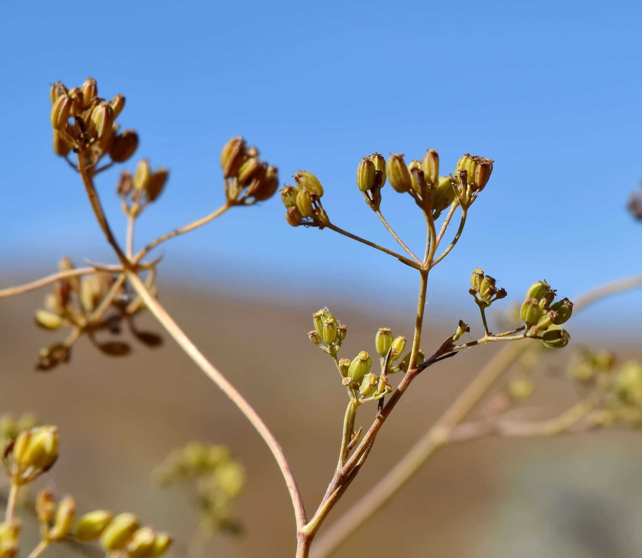 Bupleurum woronowii Mandenova的圖片