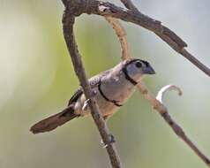 Слика од Taeniopygia bichenovii