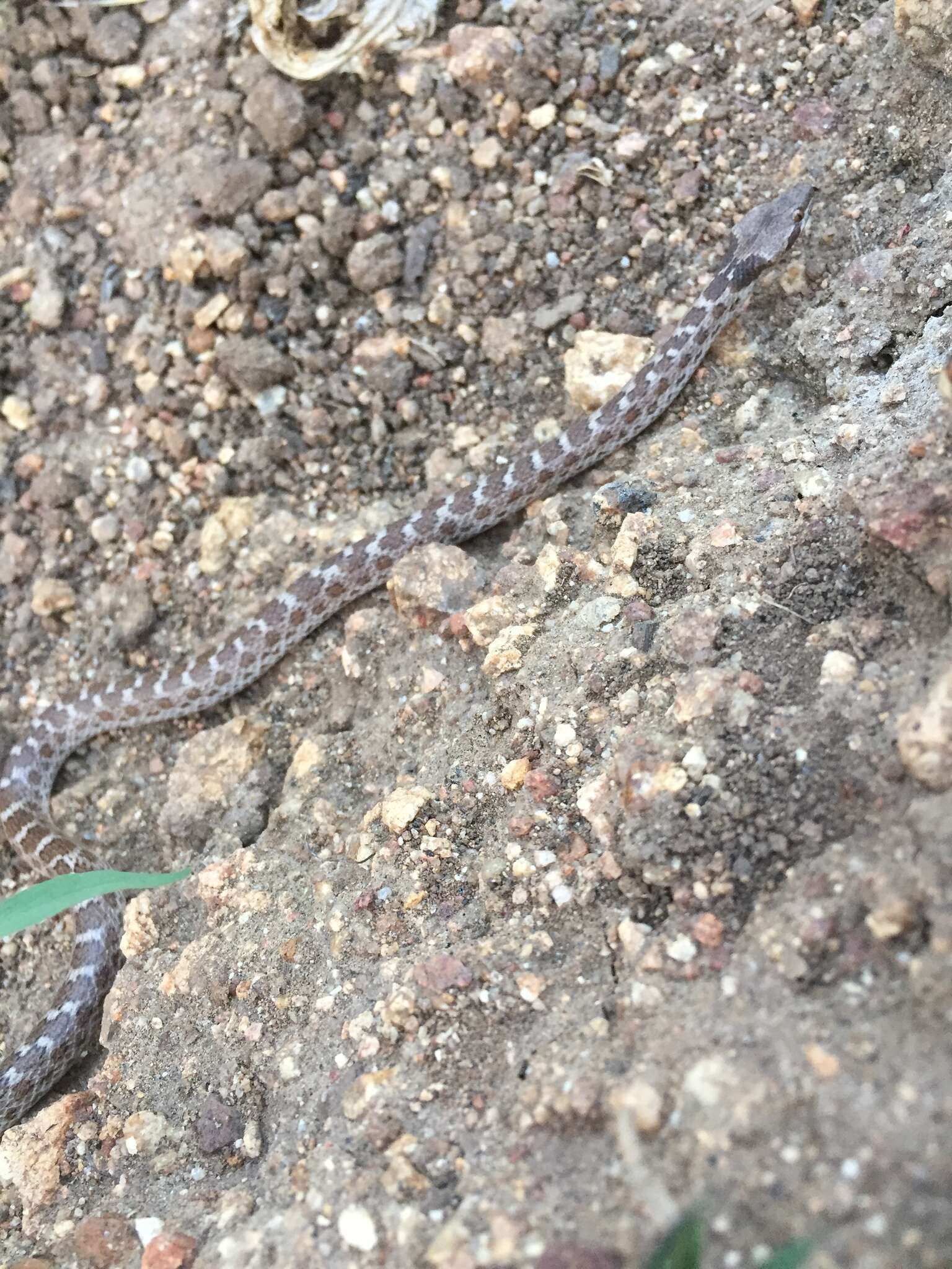 Hypsiglena ochrorhynchus Cope 1860 resmi