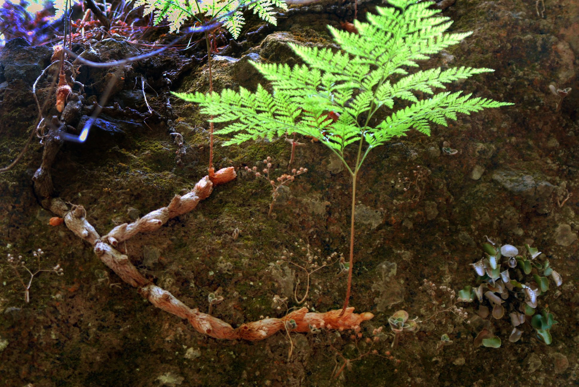 Davallia canariensis (rights holder: Anmerkungen)