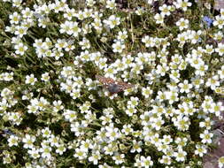 Plancia ëd Cherleria obtusiloba (Rydb.) A. J. Moore & Dillenb.