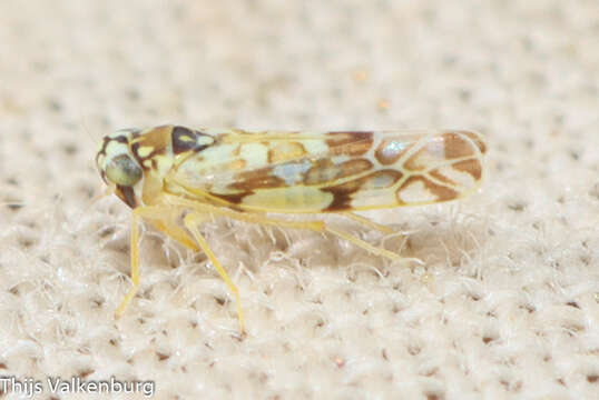 Image of Eupteryx (Eupteryx) andalusiaca Ferrari 1882