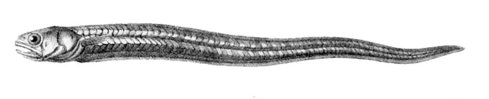 Image of Encheliophis