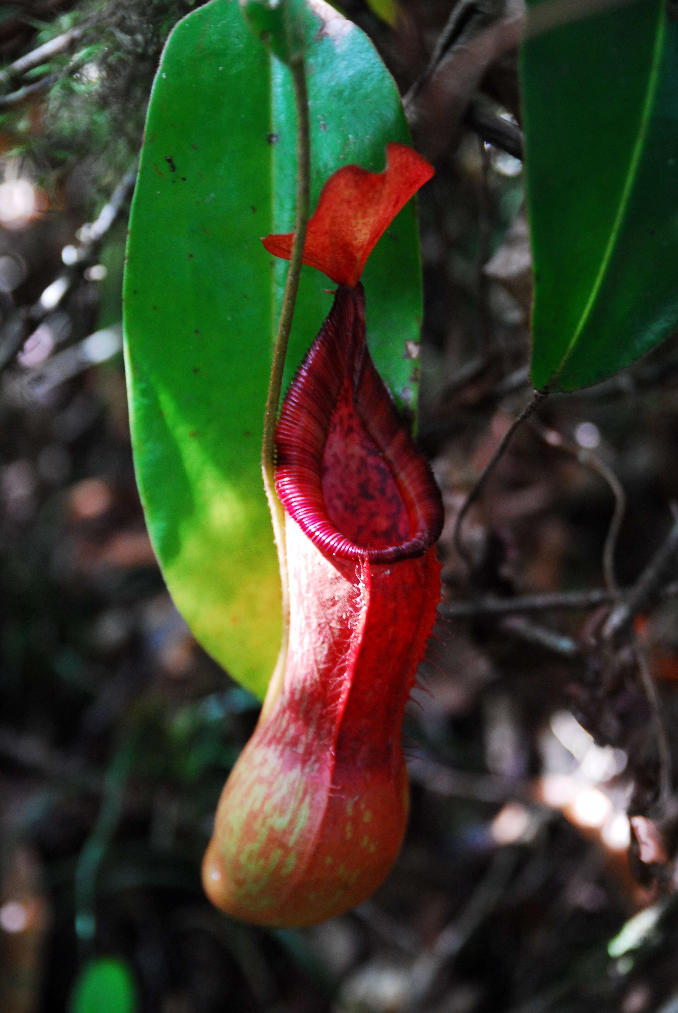 Image of Nepenthes petiolata Danser