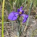 Image of savannah iris
