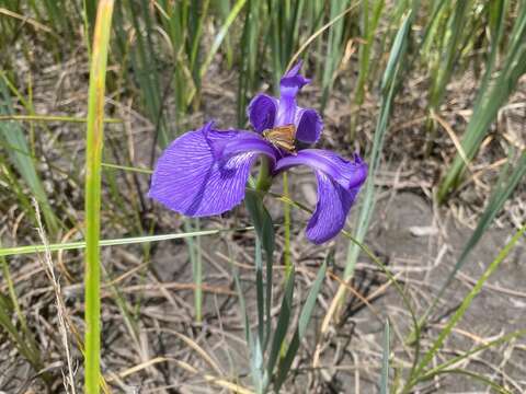Sivun Iris tridentata Pursh kuva