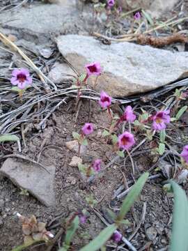 Image of Jepson's monkeyflower