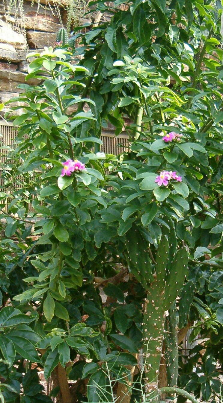 Image of Rose Cactus