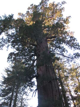 Image of giant sequoia