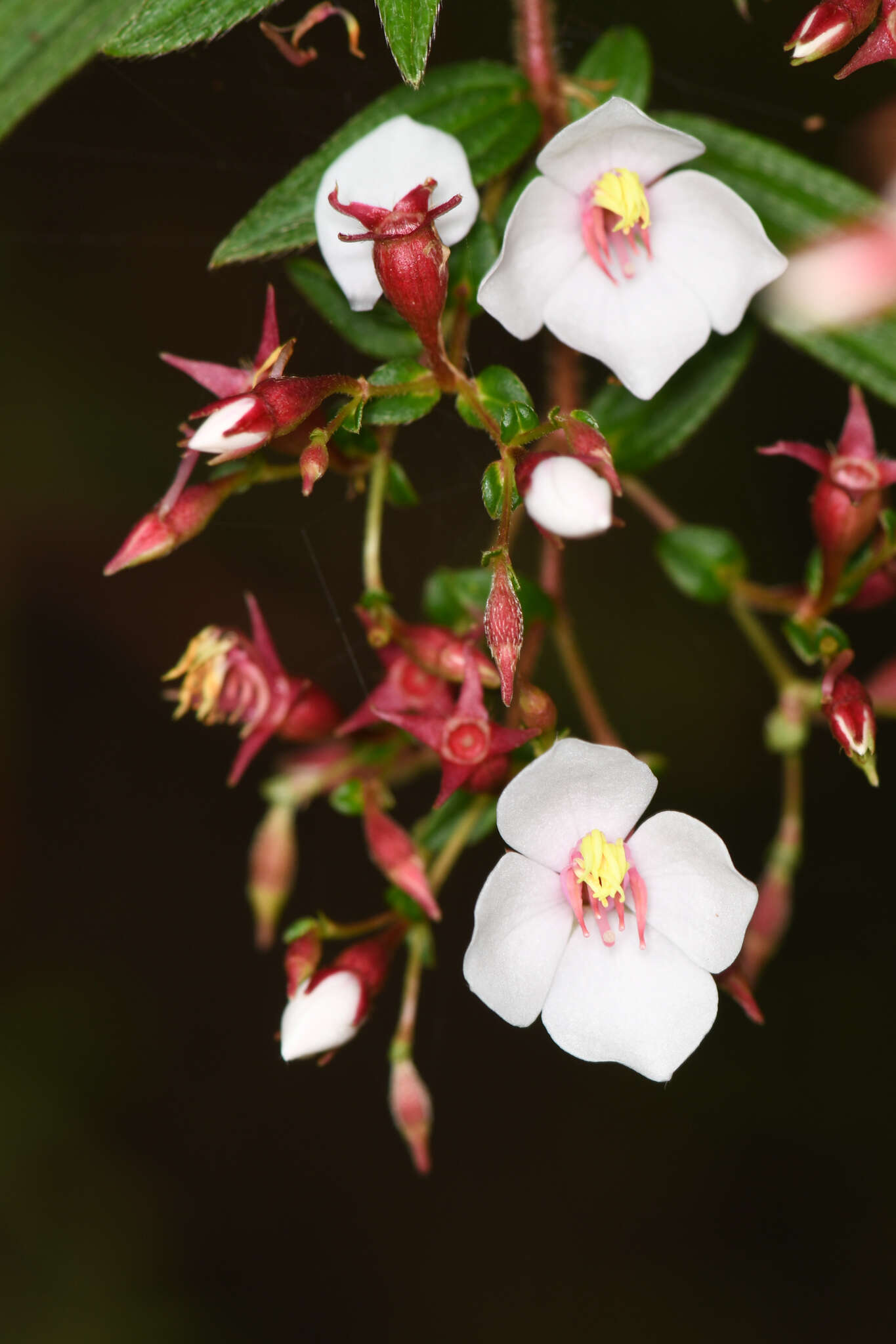 Imagem de Monochaetum floribundum (Schltdl.) Naud.