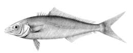 Image of Indian threadfish