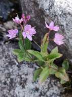 Image of Veronica ponae Gouan