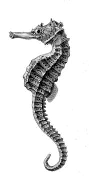 Image of Réunion Seahorse