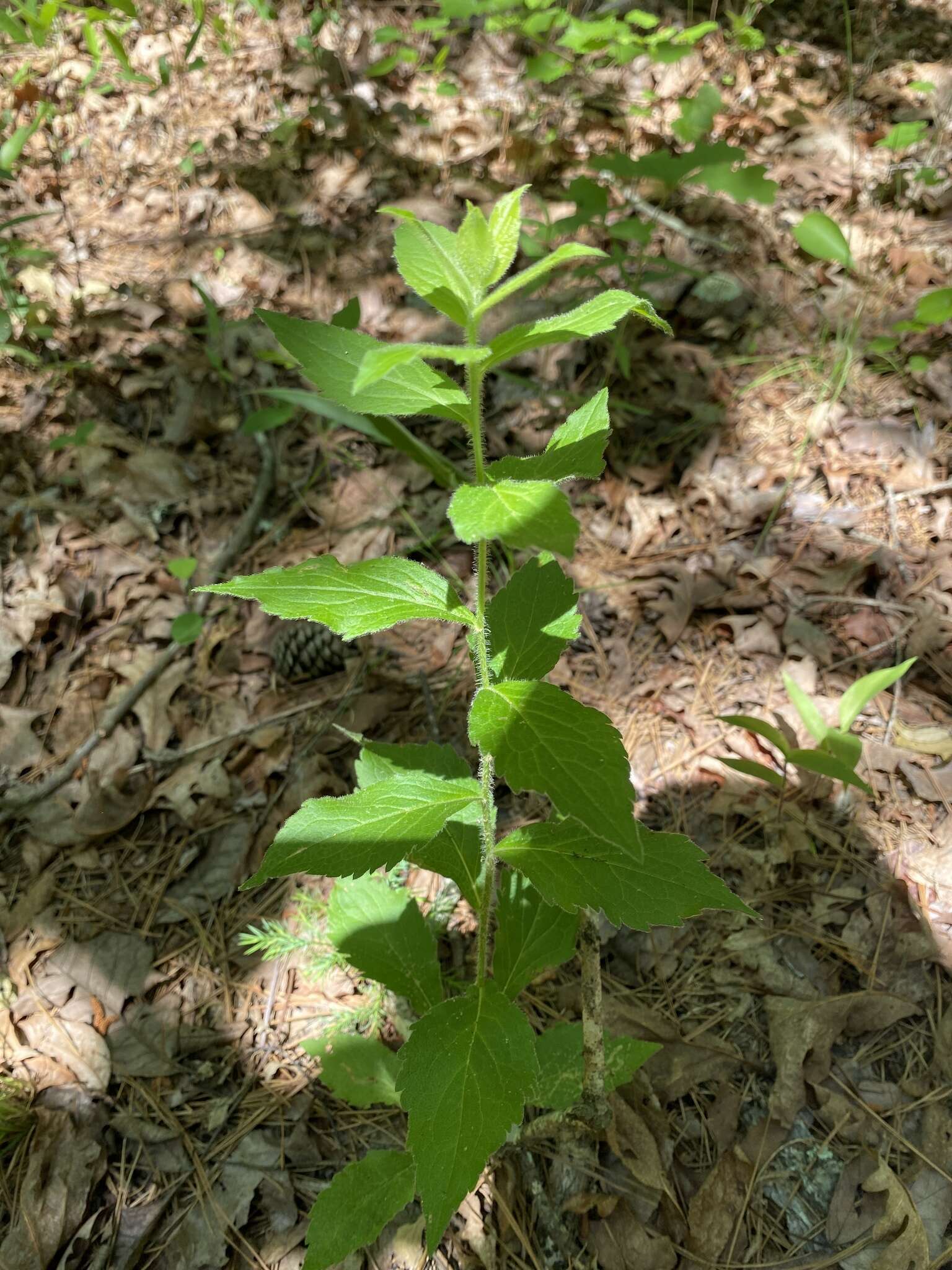 Image of Palmer's goldenrod