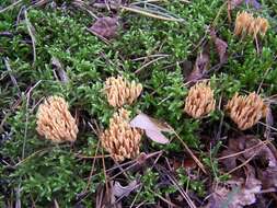 Слика од Ramaria stricta (Pers.) Quél. 1888