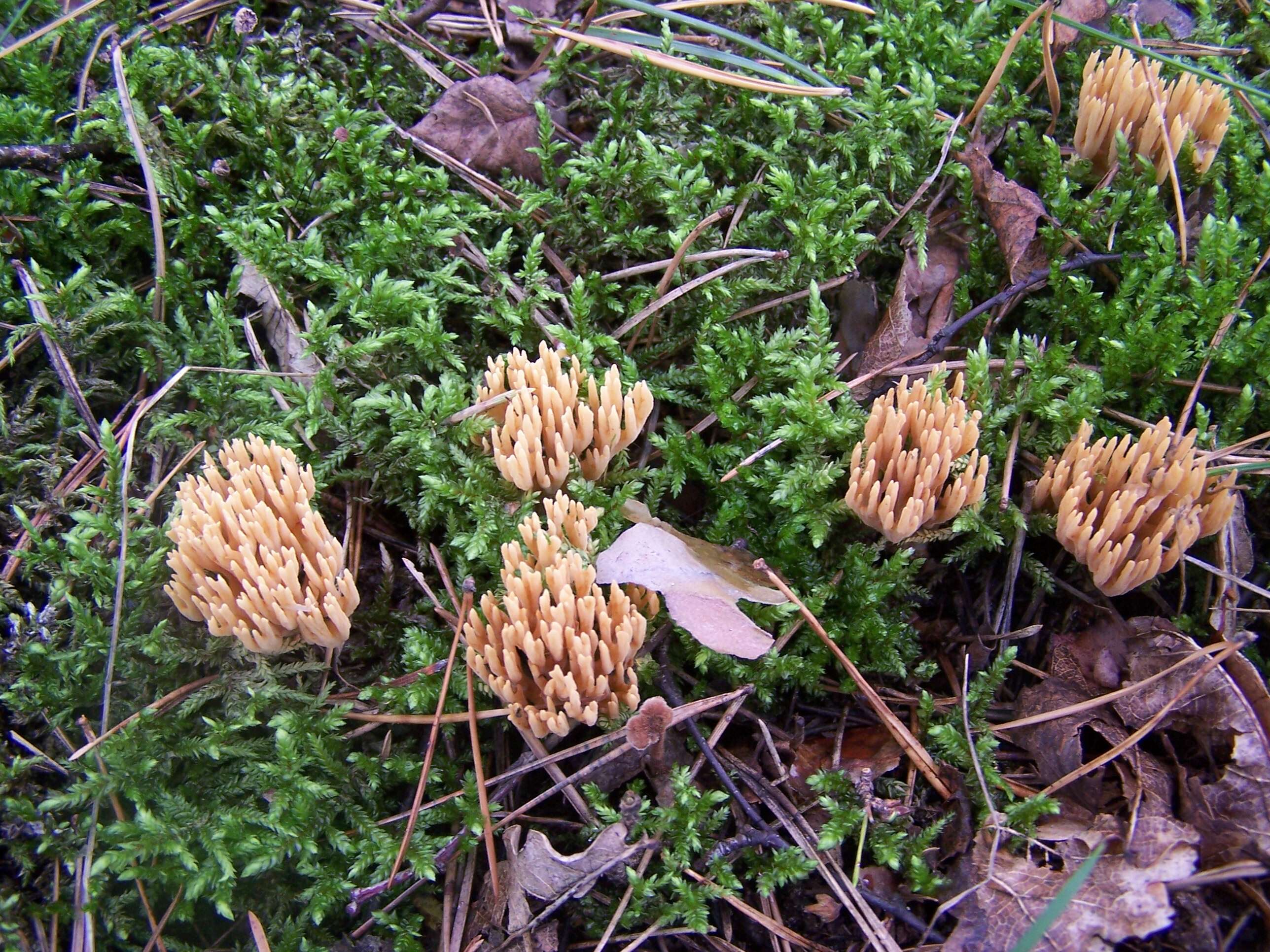 Слика од Ramaria stricta (Pers.) Quél. 1888