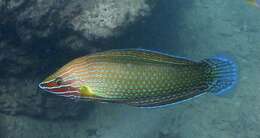 Image of Chain-lined wrasse