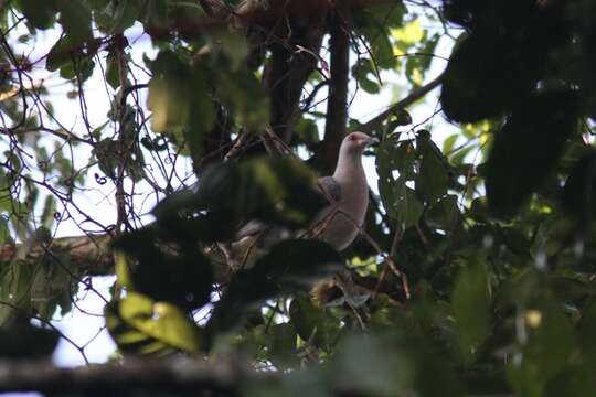 Image of Afep Pigeon