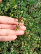 Image of Lamium amplexicaule var. orientale (Pacz.) Mennema