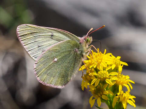 Image of Labrador Sulphur