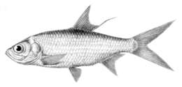 Image of Indo-Pacific Tarpon