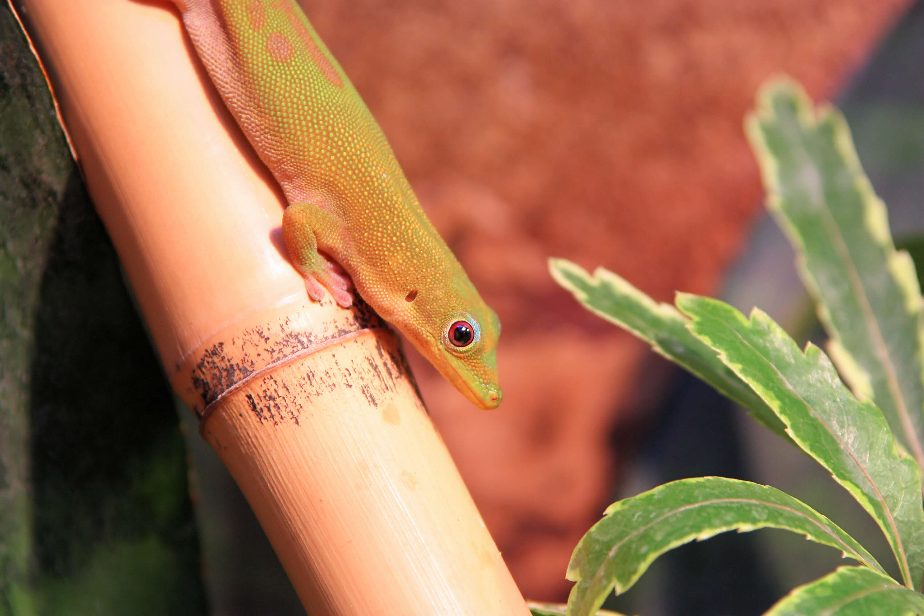 صورة Phelsuma dubia (Boettger 1881)