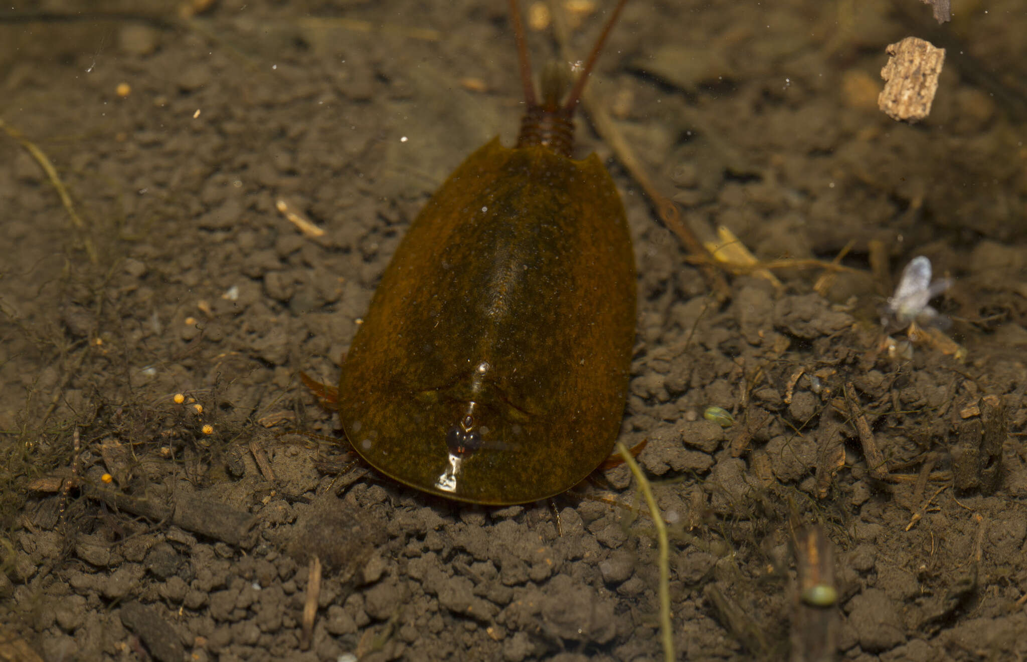 Sivun Lepidurus apus (Linnaeus 1758) kuva