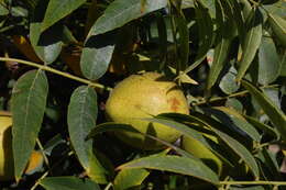 Image de Juglans californica S. Wats.