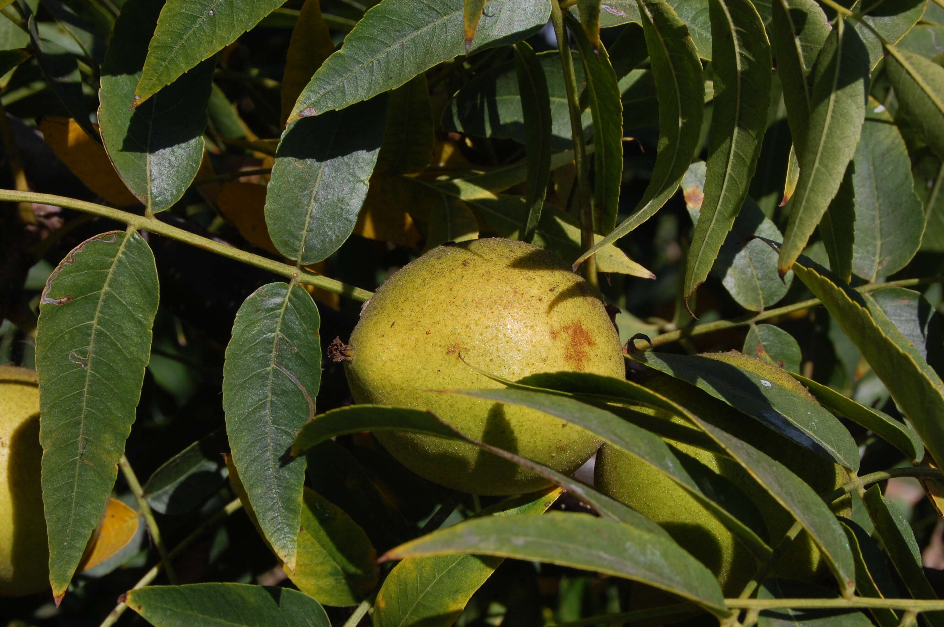 Image de Juglans californica S. Wats.