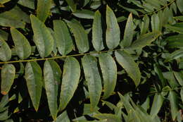 Image de Juglans californica S. Wats.