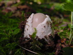 Image of Amanita vaginata (Bull.) Lam. 1783