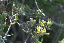 Imagem de Delosperma truteri Lavis