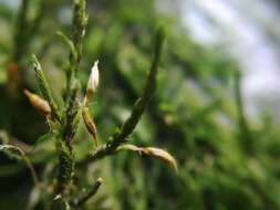 Image of forsstroemia moss