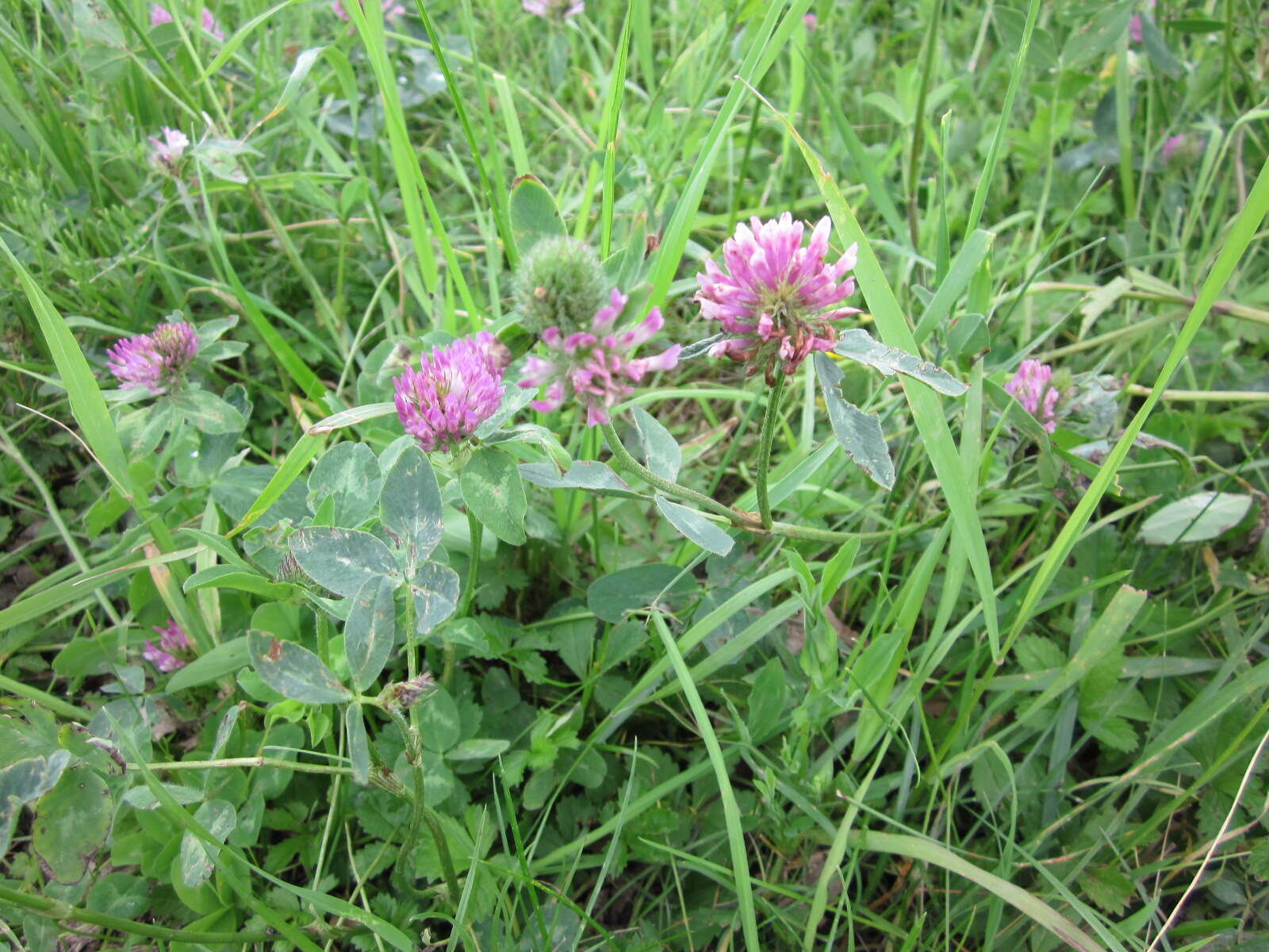 Image of Red Clover