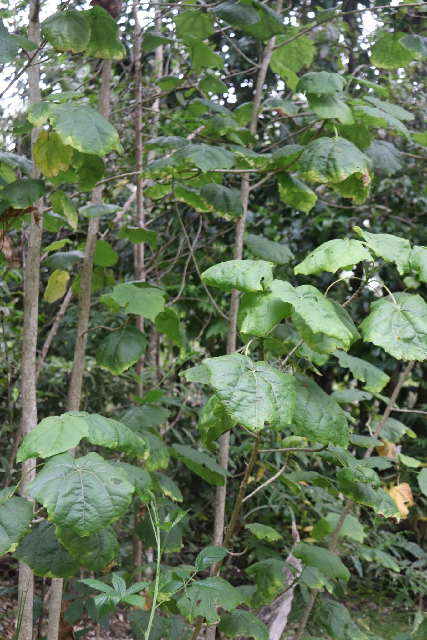 Image of Kilauea hau kuahiwi