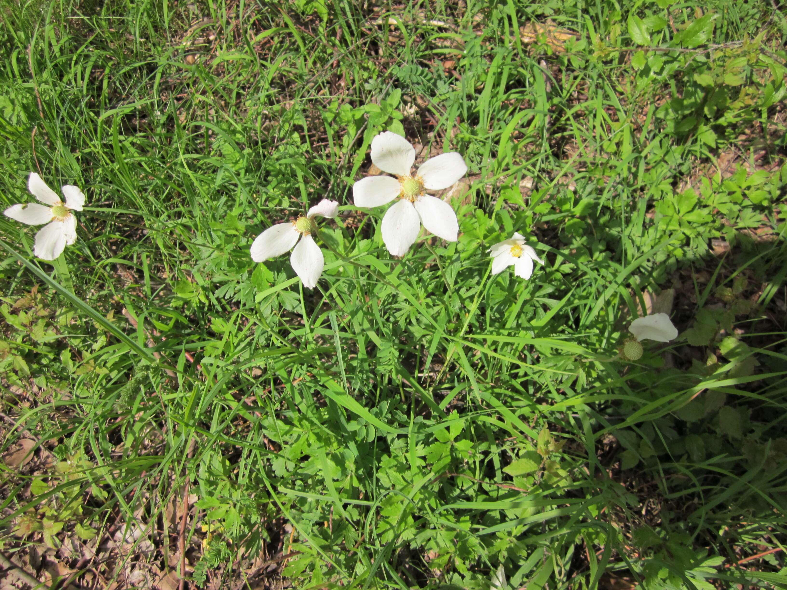 Image of Snowdrop Anemone