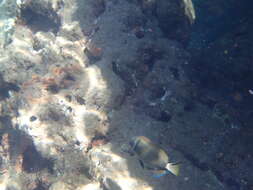 Image of Head-band Surgeonfish