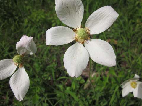 Image of Snowdrop Anemone