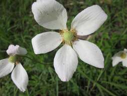 Image of Snowdrop Anemone