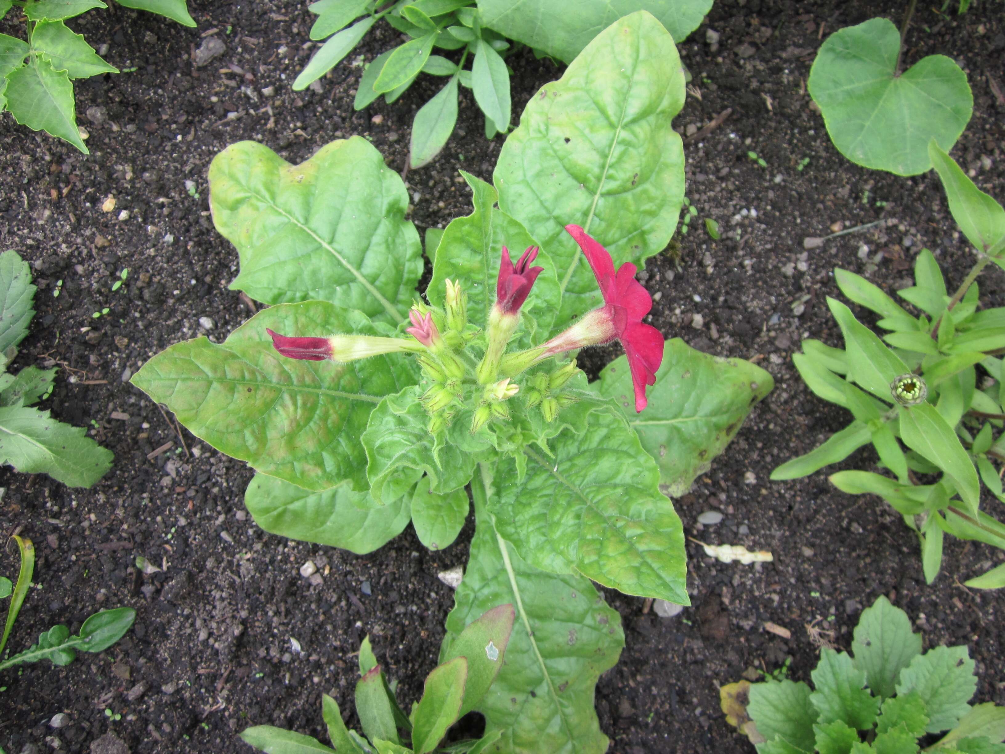 Image of Nicotiana sanderae